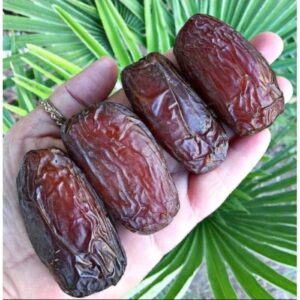 kurma supplier