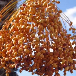 pemborong kurma malaysia