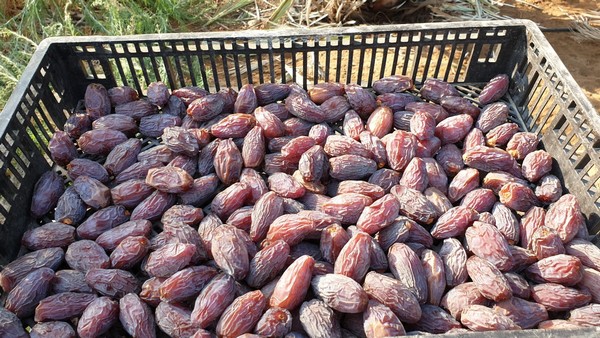 Pemborong Kurma